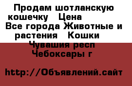 Продам шотланскую кошечку › Цена ­ 10 000 - Все города Животные и растения » Кошки   . Чувашия респ.,Чебоксары г.